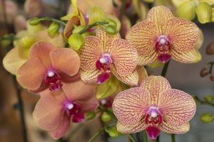 Пятнистая орхидея - скачать обои на рабочий стол