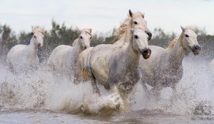 Бегущие кони - скачать обои на рабочий стол