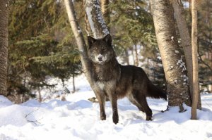Обои для рабочего стола: Волк в лесу