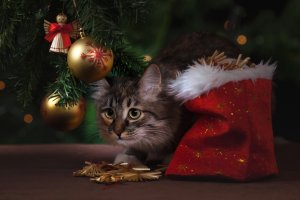 Котик под рождественским деревом - скачать обои на рабочий стол