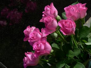 Обои для рабочего стола: Розовые розы