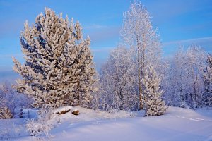 Лес в снегу - скачать обои на рабочий стол
