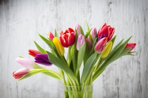 Весенние тюльпаны - скачать обои на рабочий стол