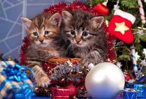 Обои для рабочего стола: Котятки к Рождеству 