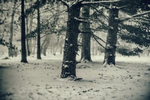 Обои для рабочего стола: Зима в лесу
