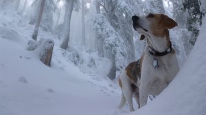 Обои для рабочего стола: Пес в зимнем лесу