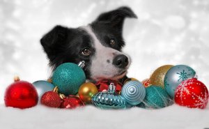 Пес и новогодние игрушки - скачать обои на рабочий стол