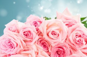 Обои для рабочего стола: Розовые розы