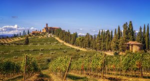 Виноградники Тосканы - скачать обои на рабочий стол