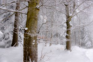 Обои для рабочего стола: Зимний лес