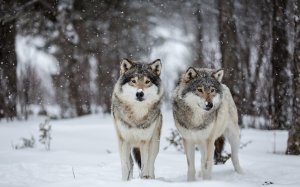 Обои для рабочего стола: Два волка в лесу