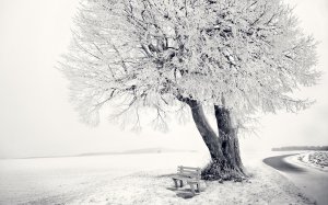 Обои для рабочего стола: Дерево в снегу