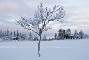 Обои для рабочего стола: Зимнее дерево