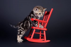 Обои для рабочего стола: Котик на стуле