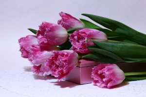 Обои для рабочего стола: Необычные тюльпаны
