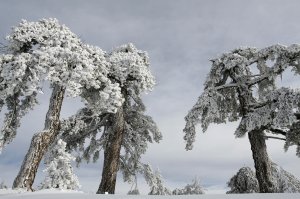 Деревья в снегу - скачать обои на рабочий стол