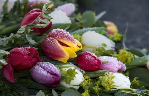 Замерзшие тюльпаны - скачать обои на рабочий стол