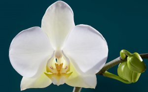 Обои для рабочего стола: Белая орхидея