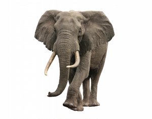 Обои для рабочего стола: Африканский слон