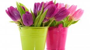 Обои для рабочего стола: Ведерки тюльпанов