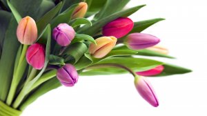 Свежести тюльпанов - скачать обои на рабочий стол