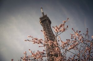 Вишневое дерево в Париже - скачать обои на рабочий стол