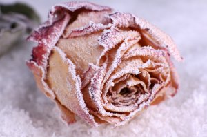 Обои для рабочего стола: Мороженная роза