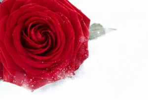 Роза в снегу - скачать обои на рабочий стол
