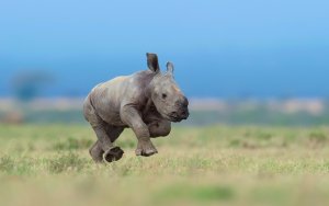 Обои для рабочего стола: Молодой носорог