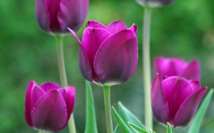 Лиловые тюльпаны - скачать обои на рабочий стол