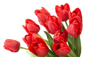 Красные тюльпаны - скачать обои на рабочий стол