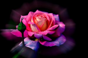 Обои для рабочего стола: Роза – царица цветов