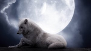 Белая волчица - скачать обои на рабочий стол