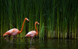 Фламинго в природе  - скачать обои на рабочий стол
