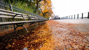 Обои для рабочего стола: Осенняя пора в парке