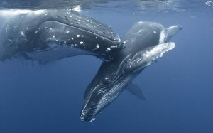 Горбатый кит с детенышем  - скачать обои на рабочий стол
