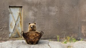 Йога от медведя  - скачать обои на рабочий стол