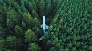 Обои для рабочего стола: Самолет в лесу
