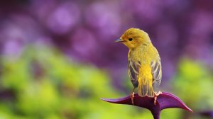 Желтая птичка на цветке  - скачать обои на рабочий стол