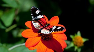 Красивая бабочка в цветке - скачать обои на рабочий стол