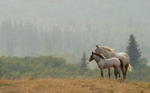 Пара красивых лошадей  - скачать обои на рабочий стол