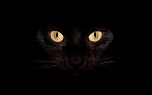 Обои для рабочего стола: Очень черный кот 