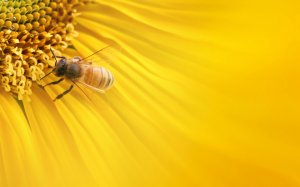 Пчелка на цветке  - скачать обои на рабочий стол
