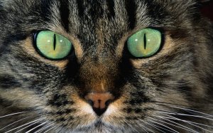 Красивые зеленые глаза кота  - скачать обои на рабочий стол
