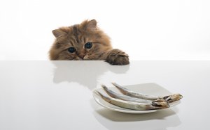 Обои для рабочего стола: Котик хочет рыбку