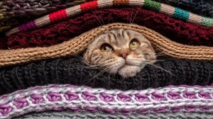 Обои для рабочего стола: Кот в свитерах 