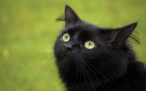 Взгляд черного кота - скачать обои на рабочий стол