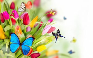 Тюльпаны с бабочками - скачать обои на рабочий стол