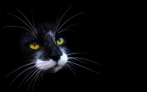 Выразительные усы черного кота  - скачать обои на рабочий стол