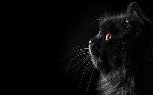 Черный персидский кот  - скачать обои на рабочий стол